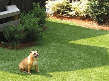 Tour Greens options for lawn and pets